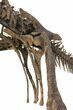 ' Mounted Dryosaurus Skeleton From Colorado - Largest Complete #132154-7